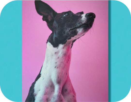 Print on Demand for Posters and Prints